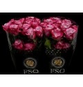 ΤΡΙΑΝΤΑΦΥΛΛΟ ΣΚΟΥΡΟ ΦΟΥΞΙΑ 50εκ. ROSEN  ECUADOR DEEP PURPLE 50cm